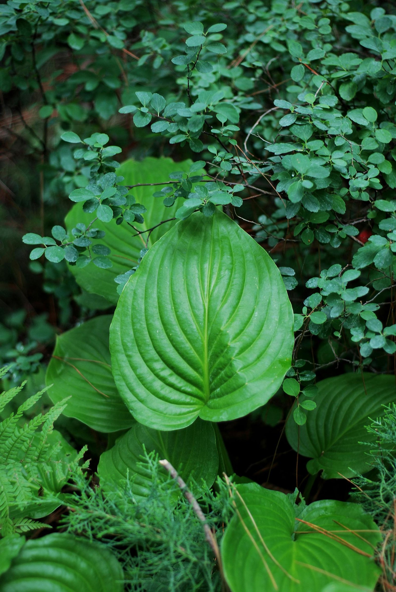 Vibrant green leaves of hostas and ferns create a serene outdoor scene.