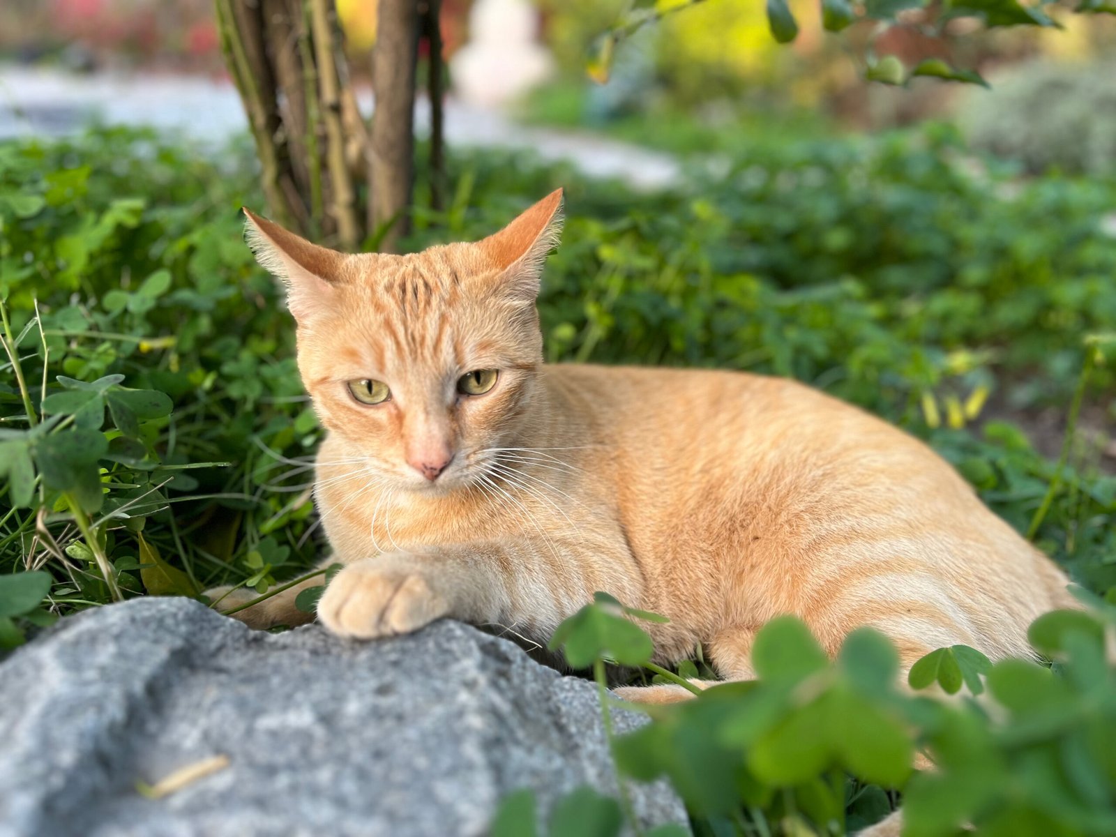 Orange cat lounging on the rock
