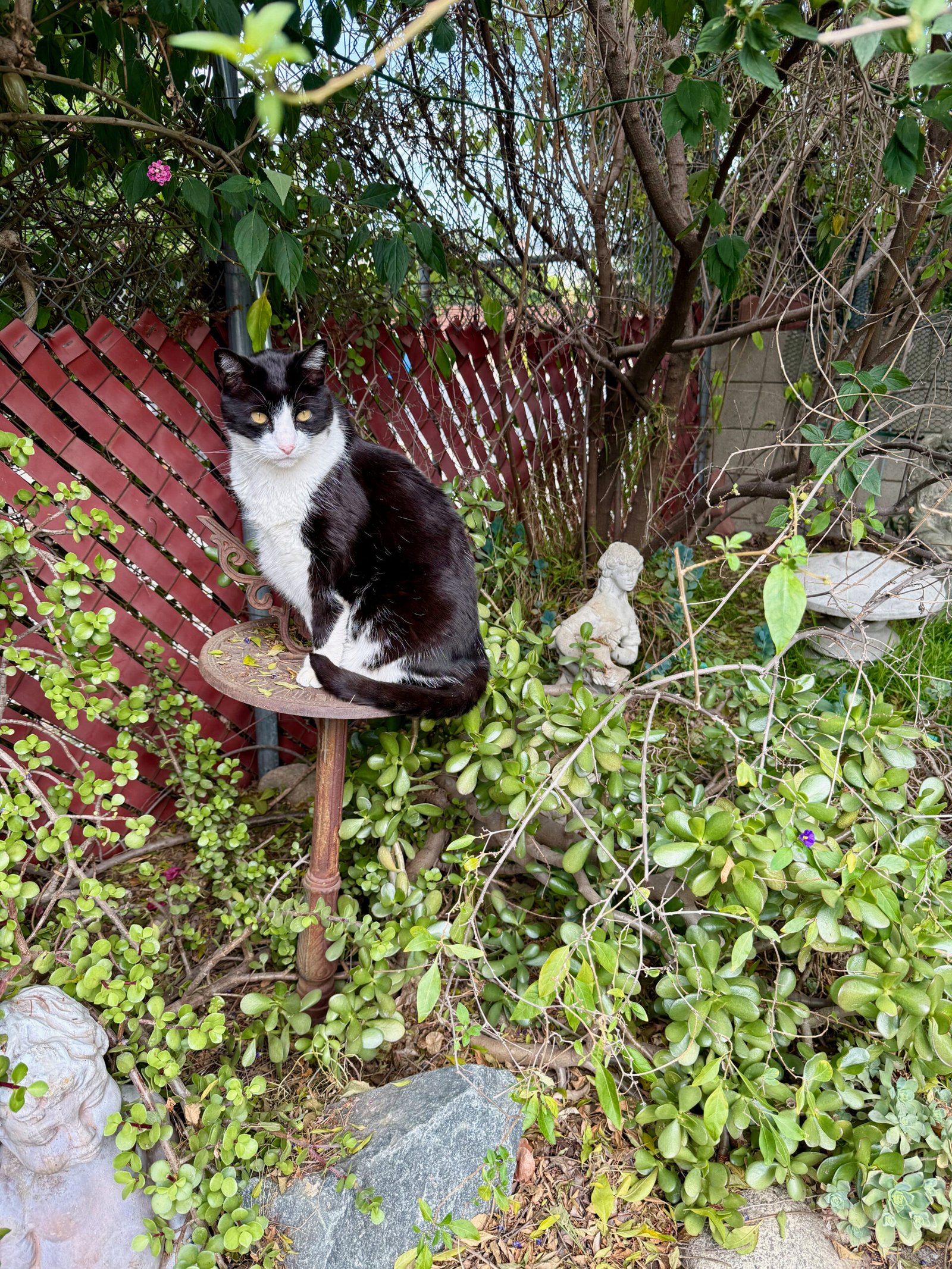 Black and white cat seating on the metal stand in the garden